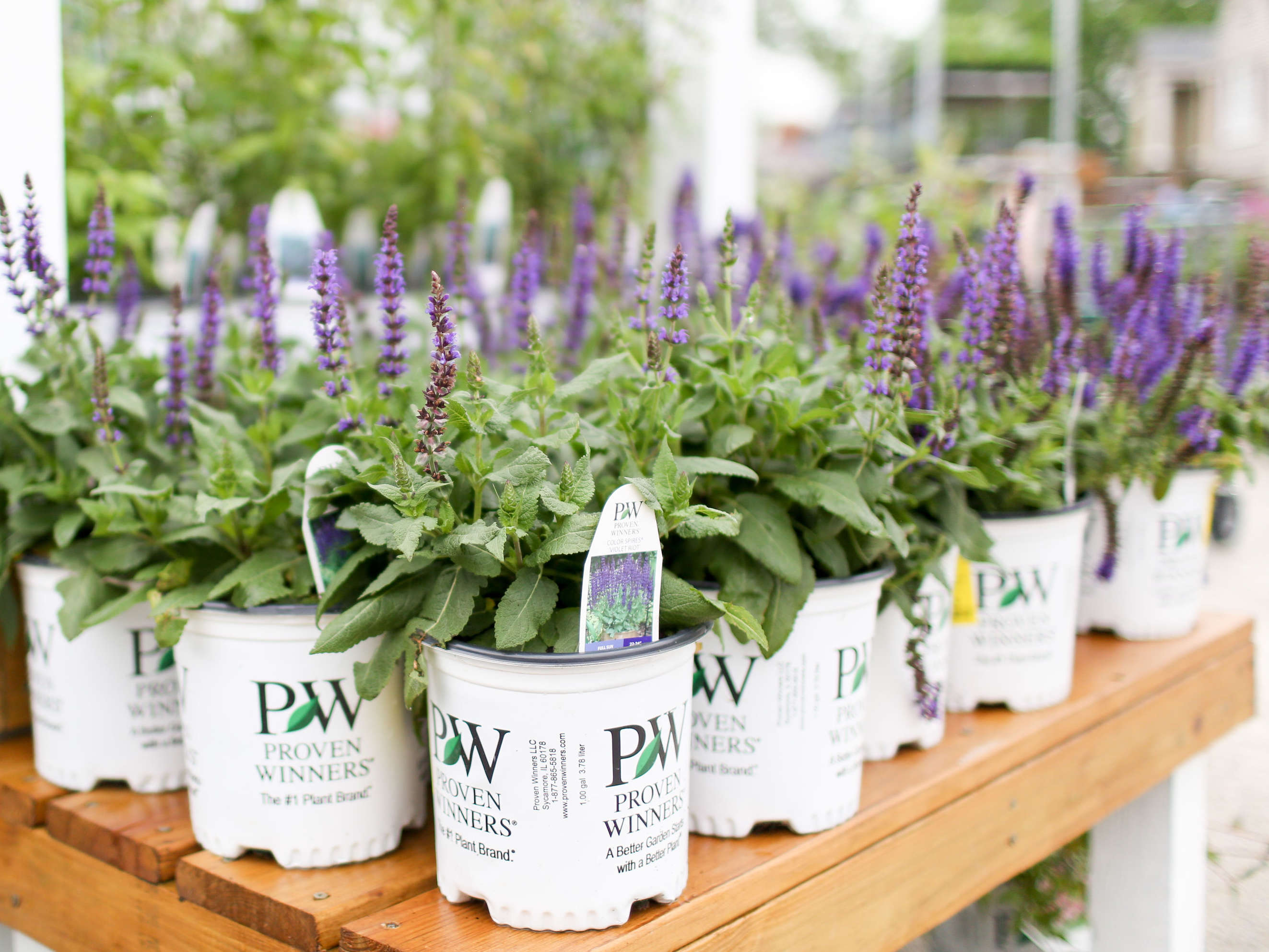 Proven Winners 1 Gallon PW Nepeta 'Cat's Pajamas