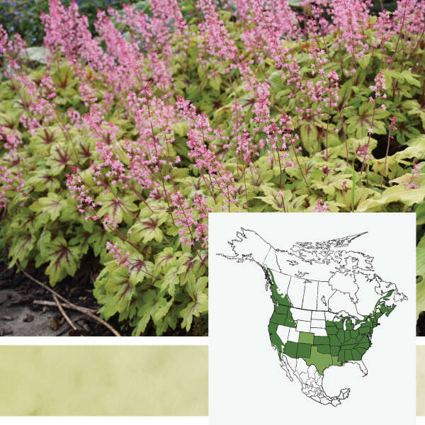 FUN AND GAMES&reg; <em>Heucherella</em>