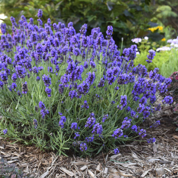 Photo Essay, Essential Cutting Garden Perennials