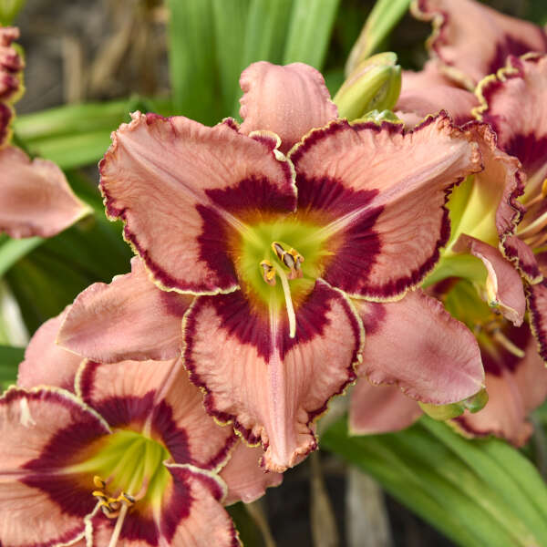 RAINBOW RHYTHM® 'Fearfully and Wonderfully Made' <em>Hemerocallis</em>