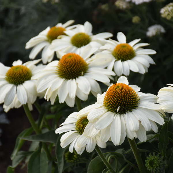 COLOR CODED™ 'The Price is White' <em>Echinacea</em>