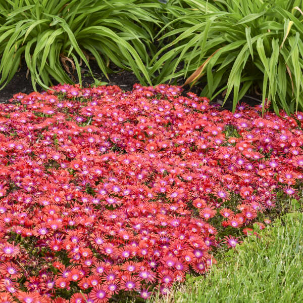 KALEIDOSCOPE™ 'Razzle Dazzle' <em>Delosperma</em>