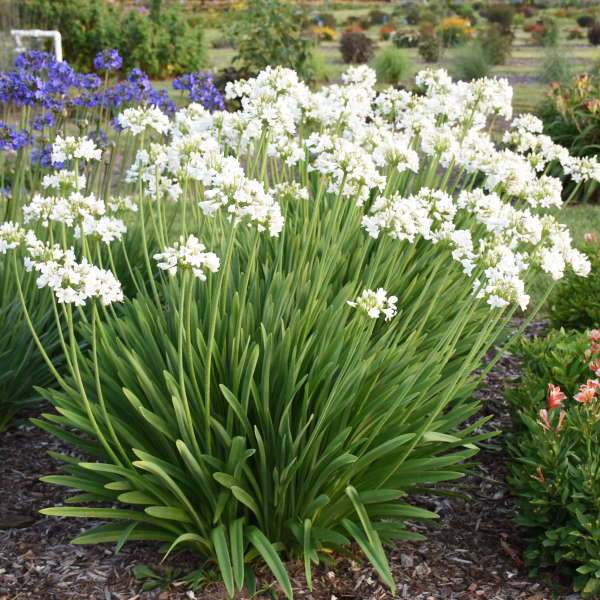 White Flowers for Your Garden