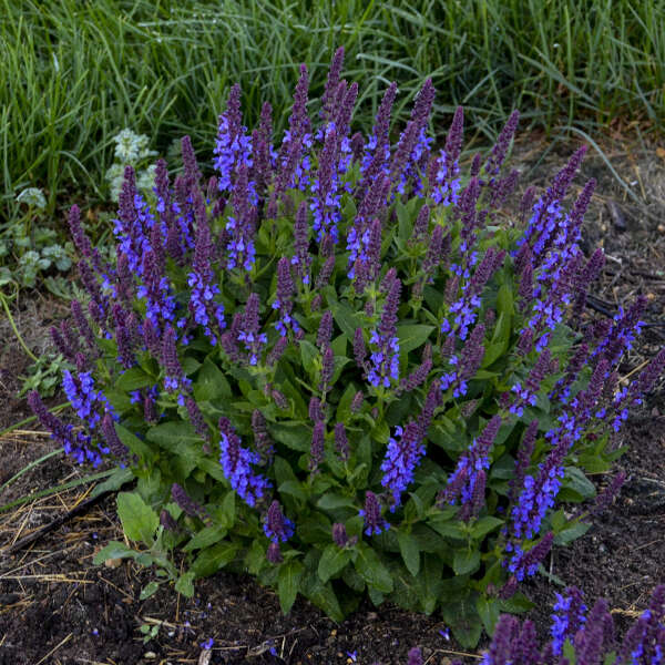 'Violet Profusion' <em>Salvia nemorosa</em>