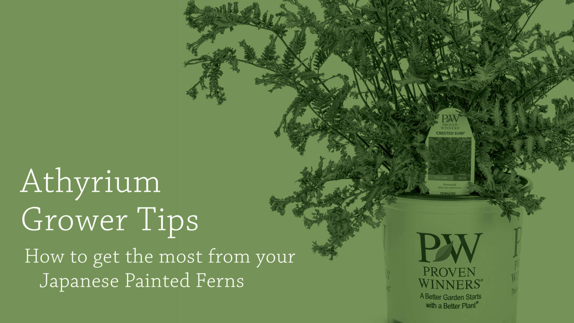 Japanese Painted Fern Grower Tips