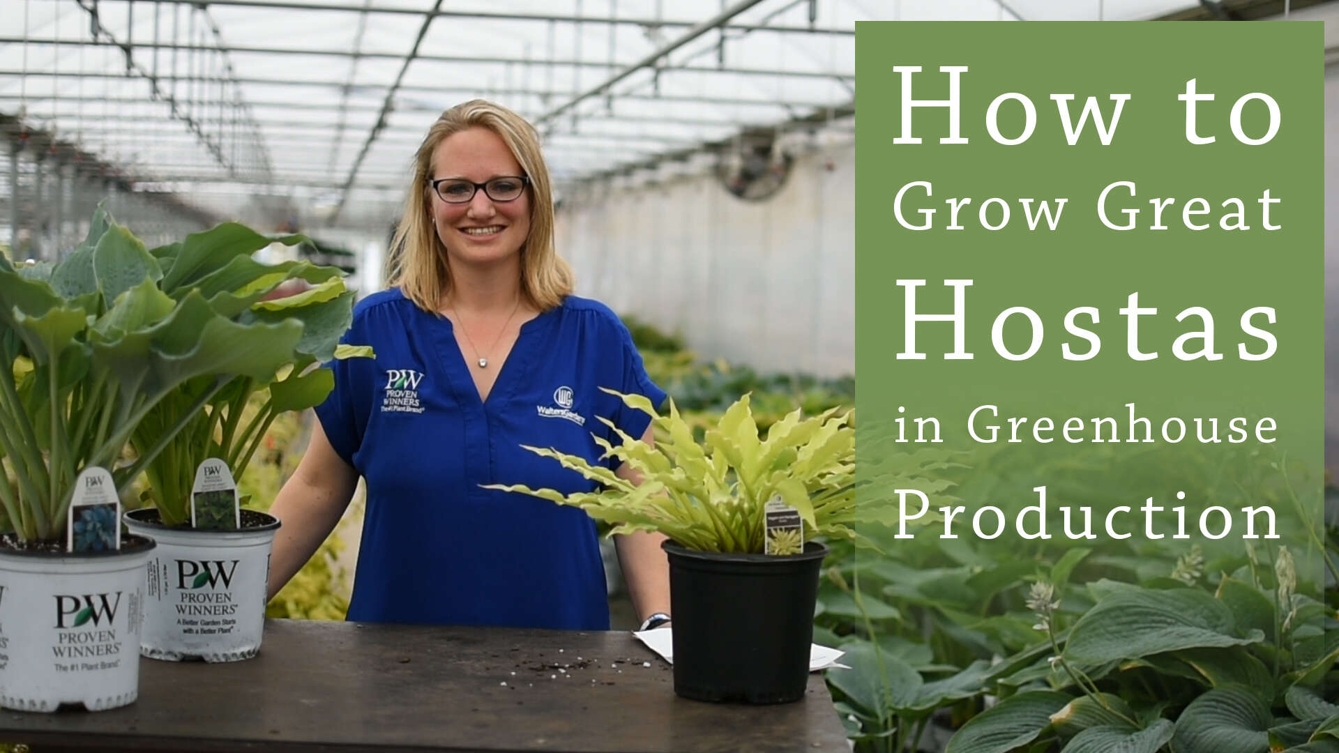 Hosta Greenhouse Production Tips