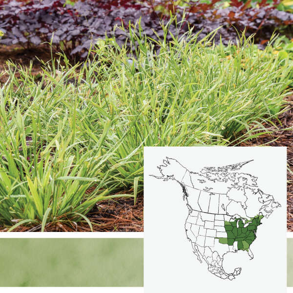 'Noble Native' <em>Carex laxiculmis</em>