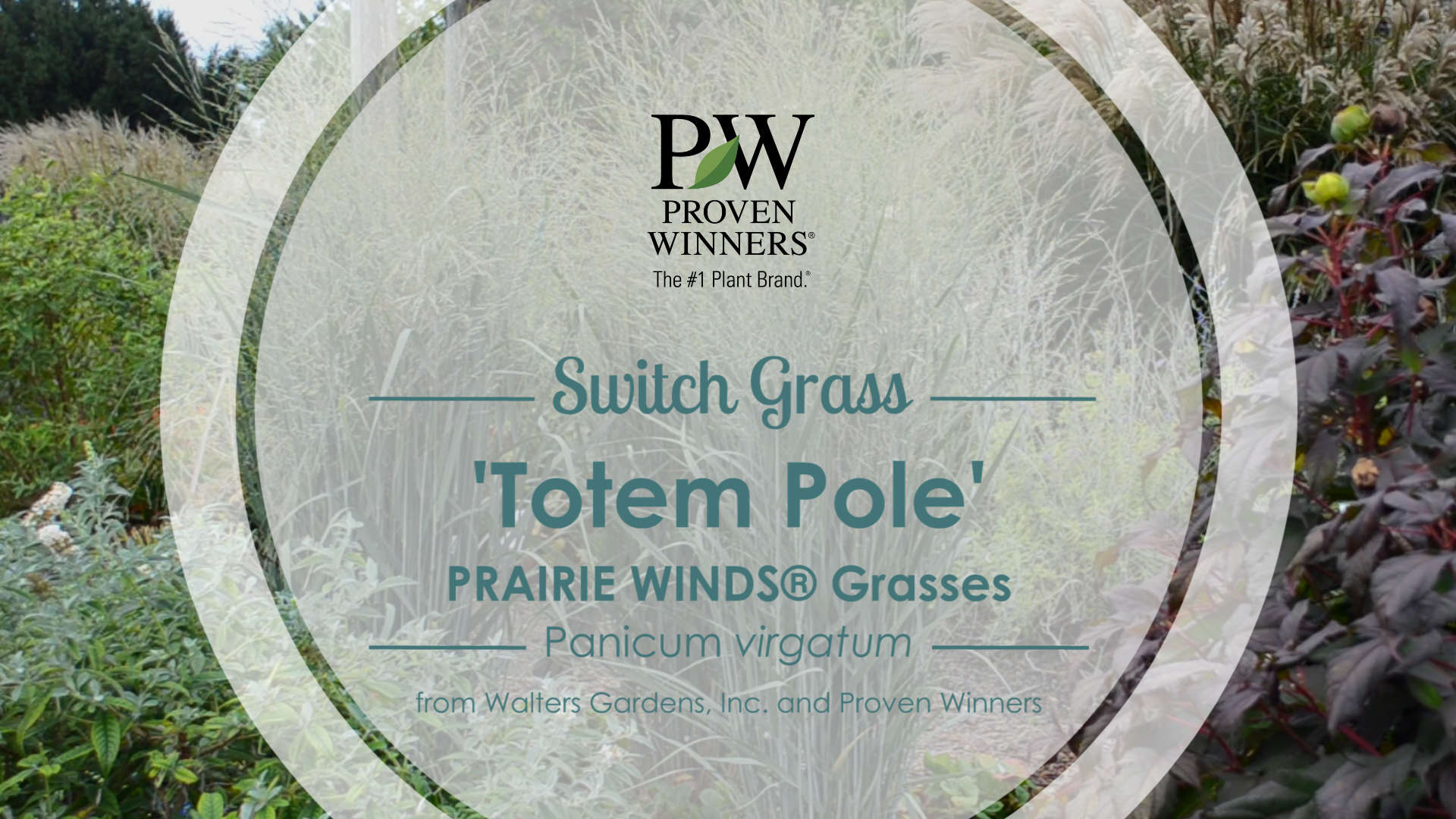 Panicum 'Totem Pole' Switch Grass