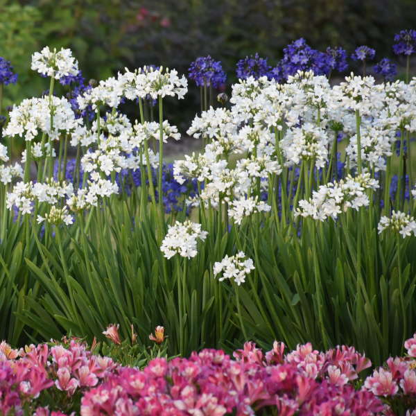 White garden flowers photo