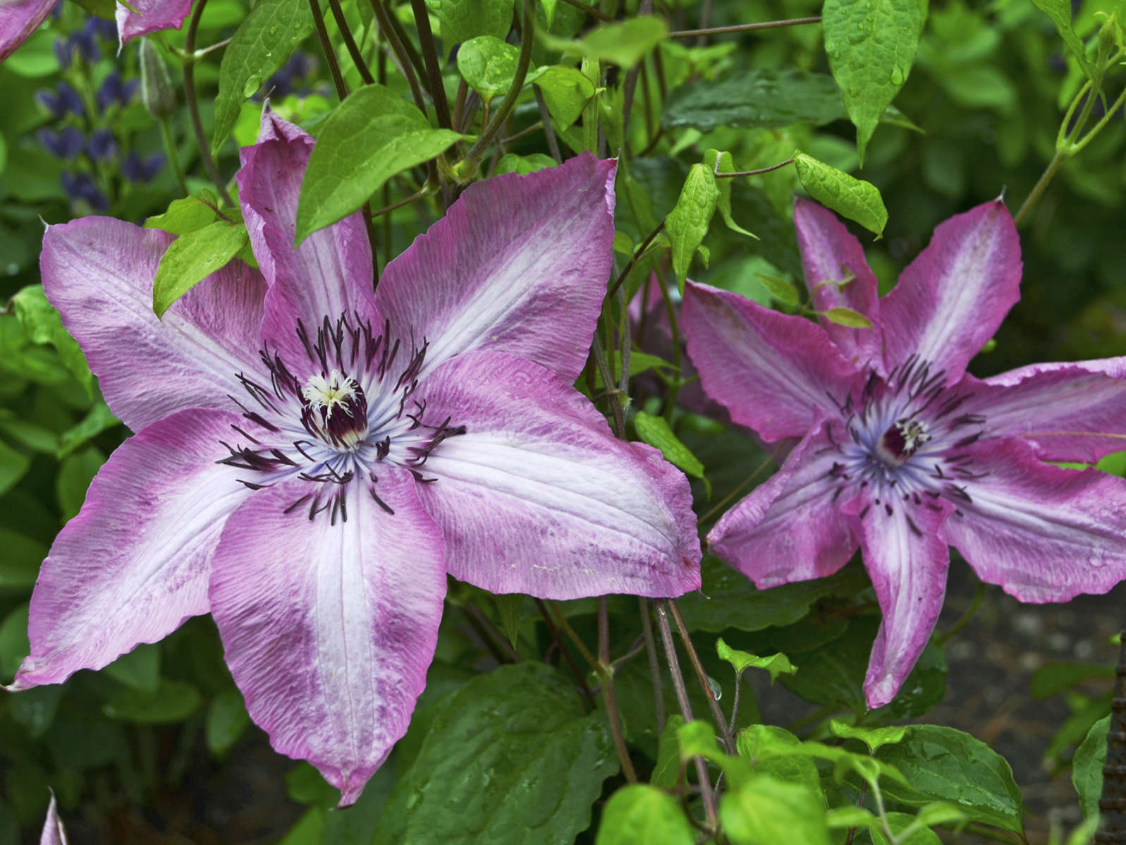 Clematis EARTHQUAKE