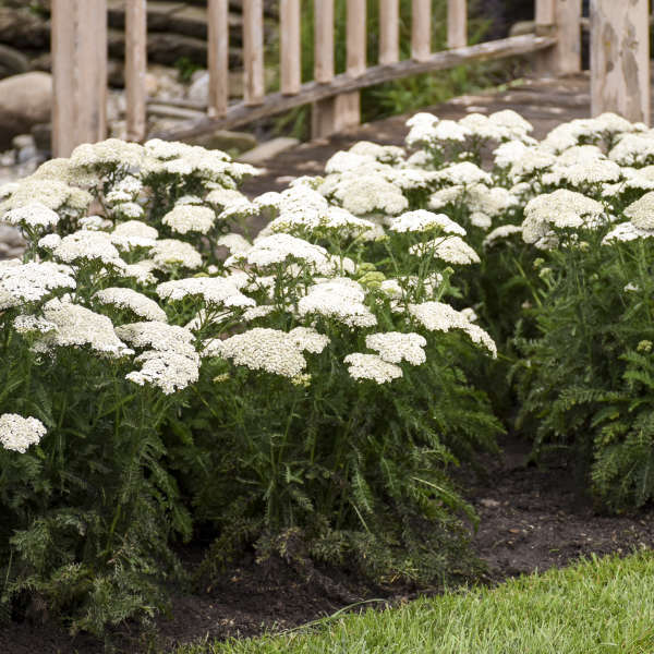 15 White Perennials  Walters Gardens, Inc.