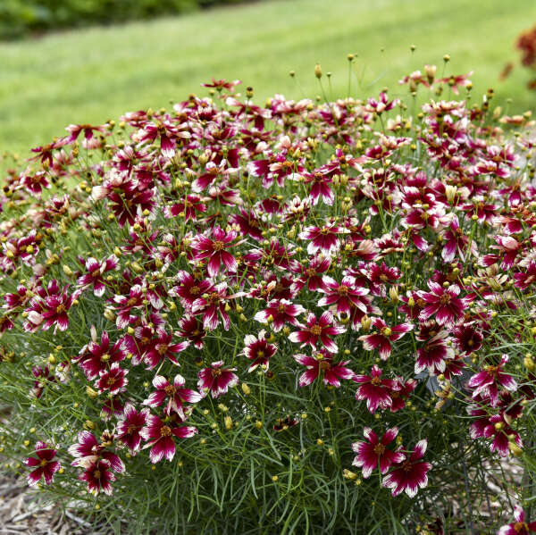 DESIGNER THREADS™ 'Heartstrings' <em>Coreopsis verticillata</em>