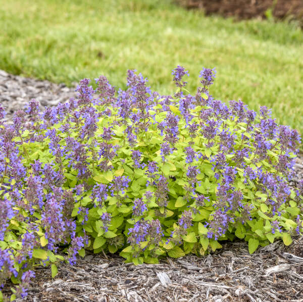 'Lemon Purrfection' <em>Nepeta</em>