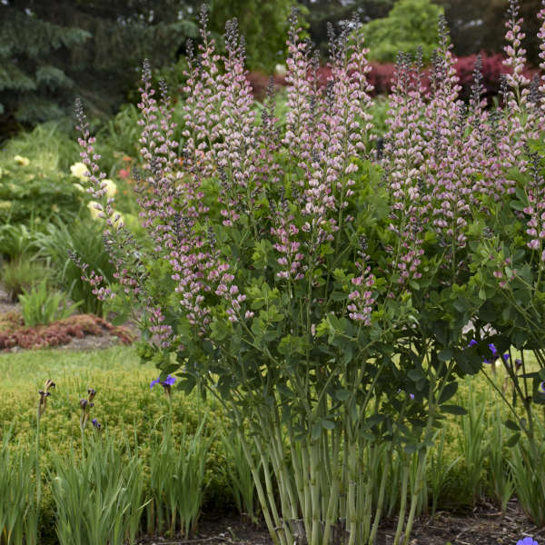 Photo Essay 22 Tall Perennials To Help Your Garden Rise Above Perennial Resource