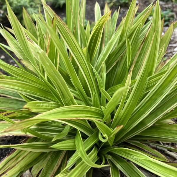 'Shade Fanfare' <em>Carex plantaginea</em>