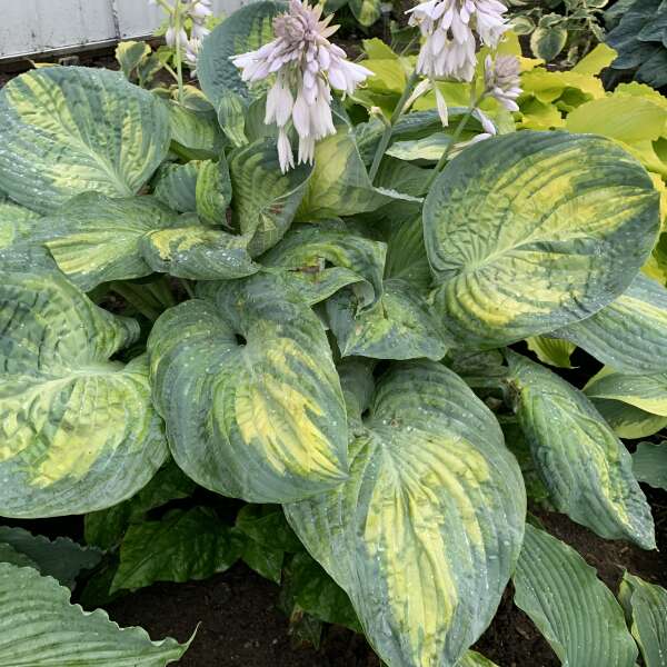 SHADOWLAND® 'Sound of Music' <em>Hosta</em>