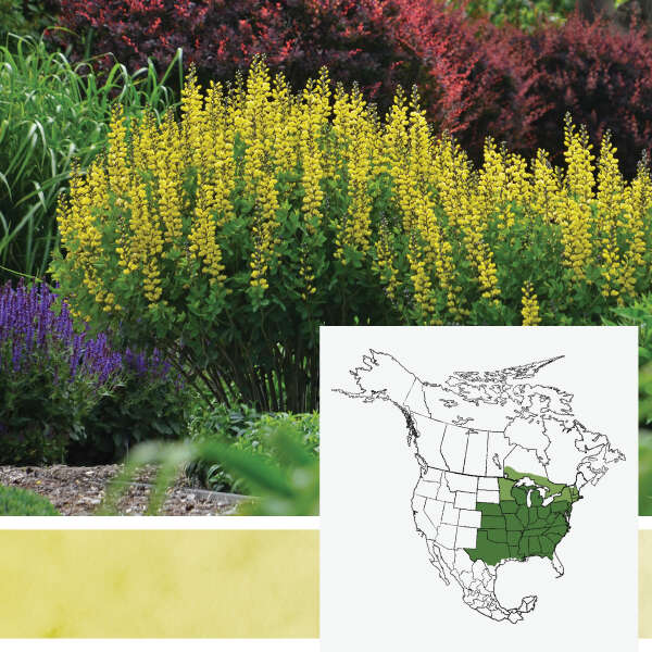 DECADENCE&reg; <em>Baptisia</em>