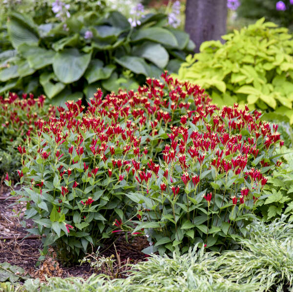 'Apple Slices' <em>Spigelia marilandica</em>