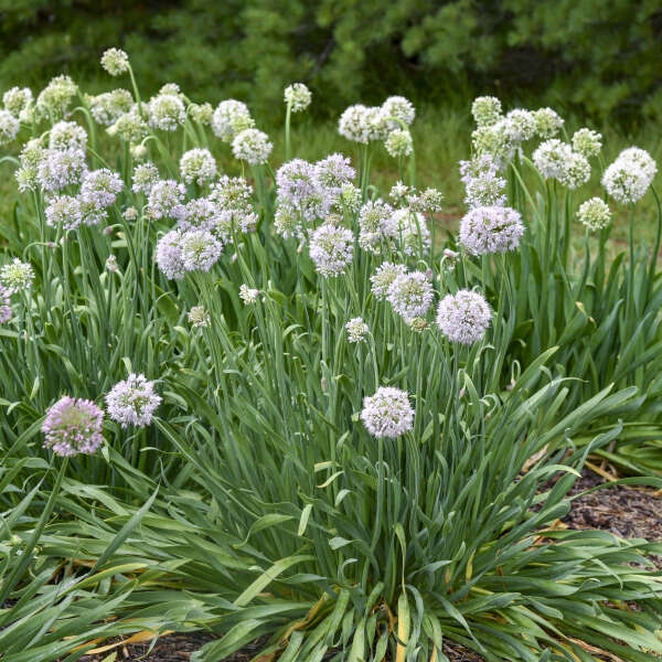 'Bobblehead' <em>Allium</em>