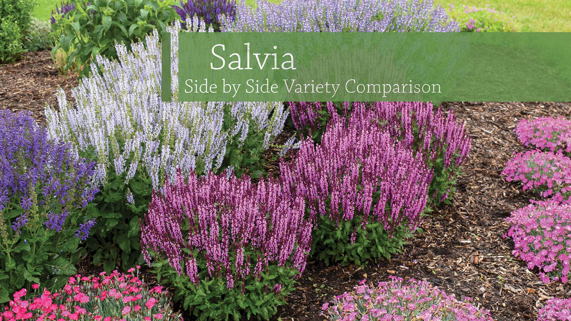 Salvia Variety Comparison