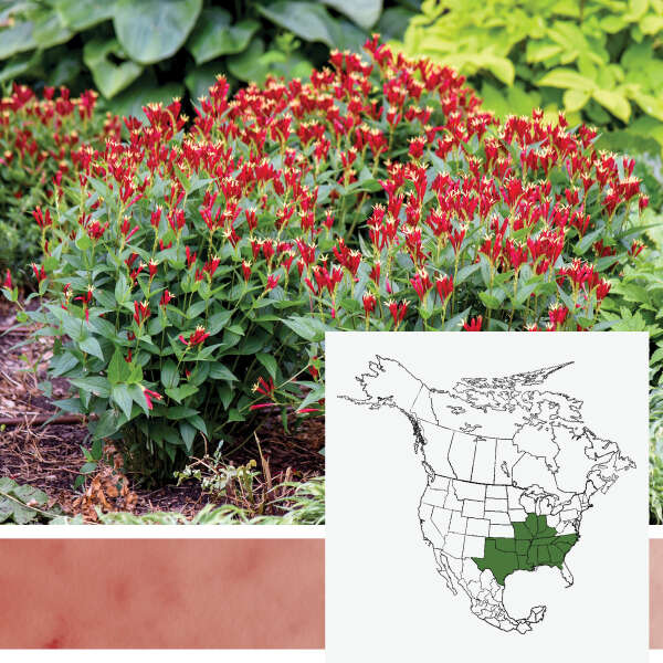 'Apple Slices' & 'Orange Slices' <em>Spigelia marilandica</em>