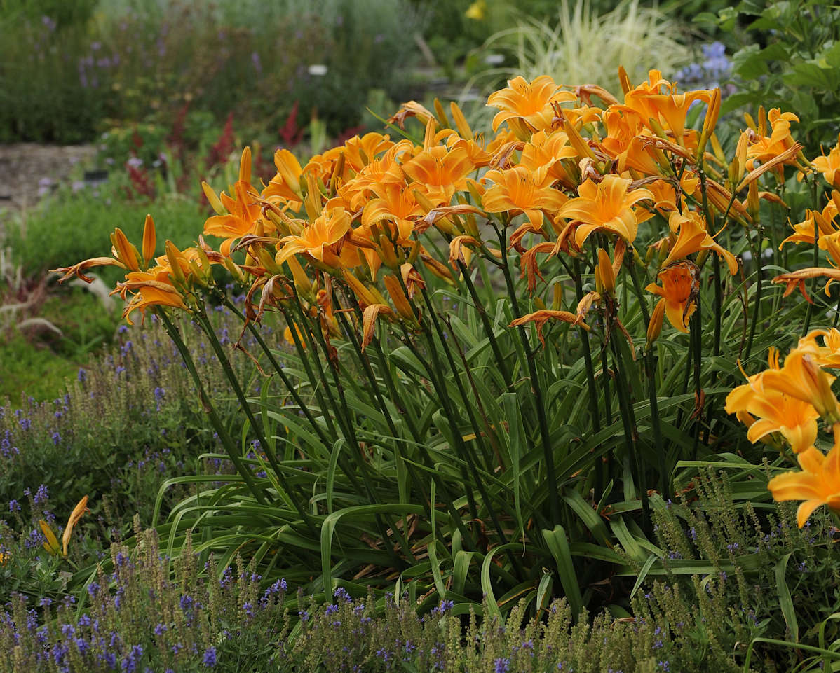 designing with daylilies | walters gardens, inc.