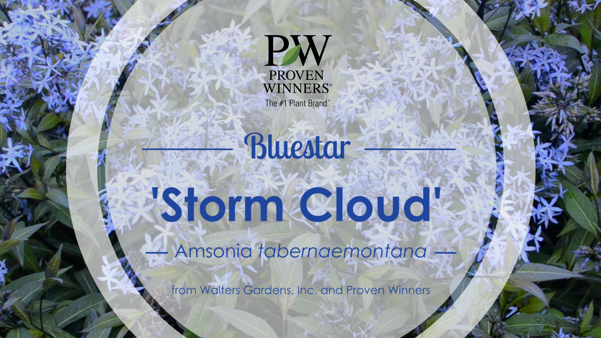 Amsonia 'Storm Cloud' Bluestar