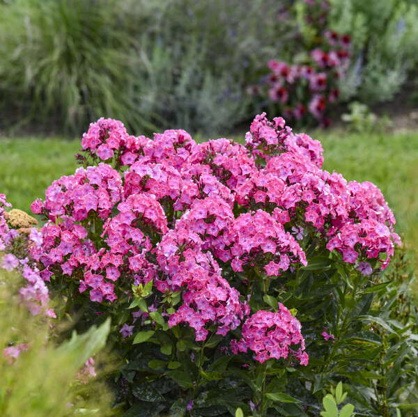 LUMINARY® 'Pink Lightning' <em>Phlox paniculata</em>