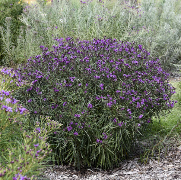 'Prairie Princess' <em>Vernonia</em>