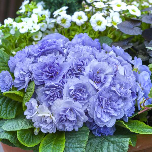 BOUQUET PERFECT™ 'Watercolour Blue' <em>Primula vulgaris</em>