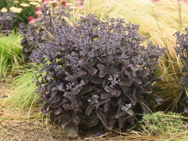 New Proven Winners® Perennials for 2022