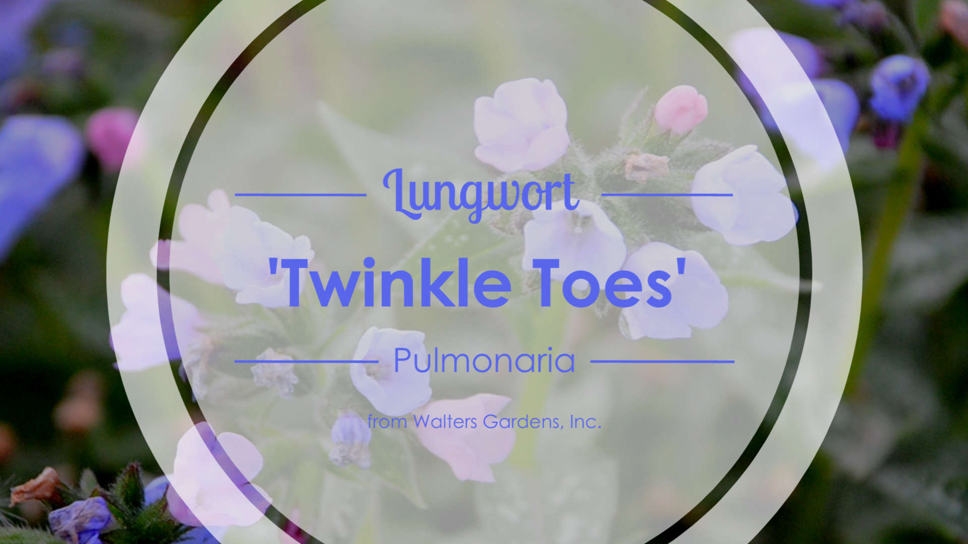 Pulmonaria 'Twinkle Toes'