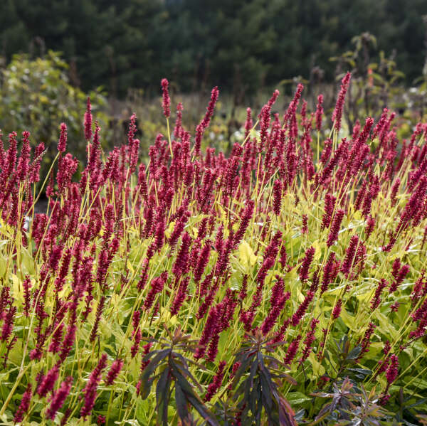 'Glowing Reviews' <em>Persicaria amplexicaulis</em>