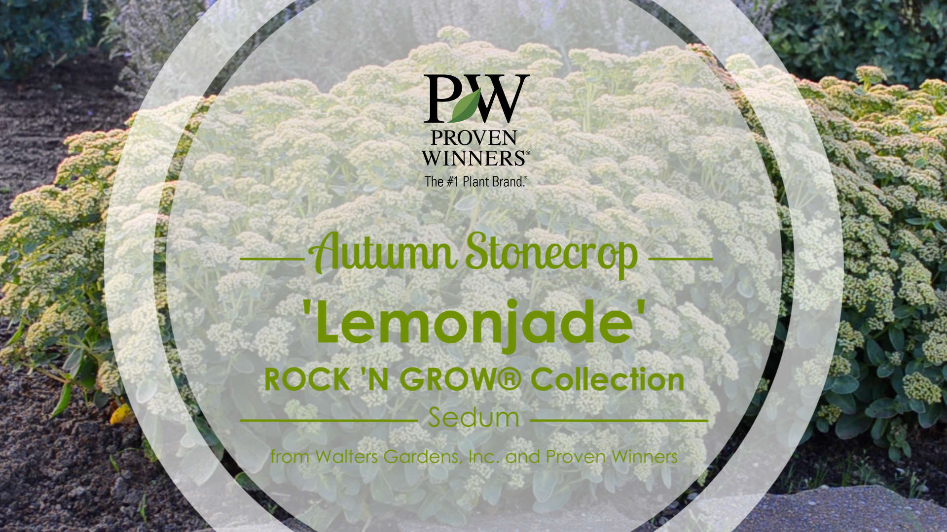 Sedum 'Lemonjade' Autumn Stonecrop