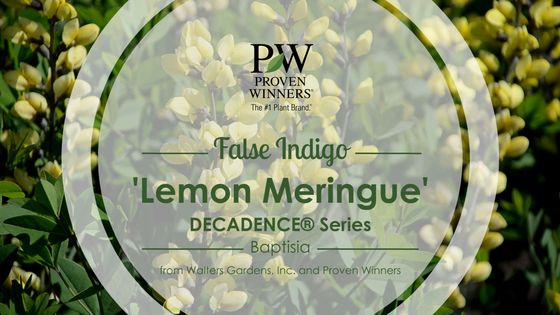 Baptisia Decadence�® 'Lemon Meringue'