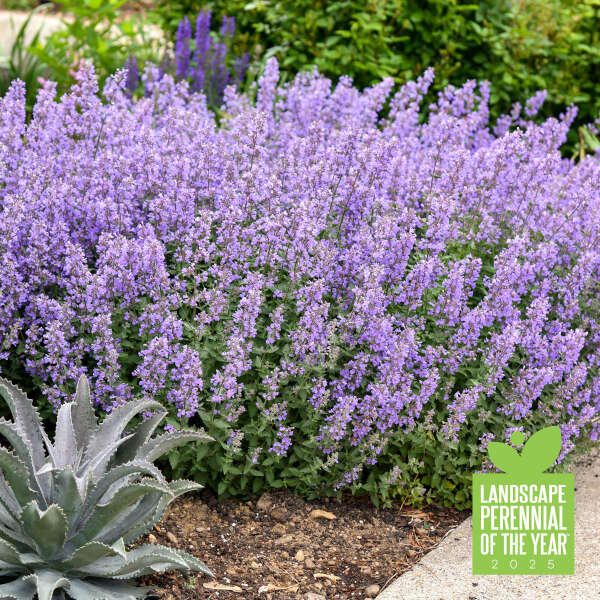 2025 - <em>Nepeta faassenii</em> 'Cat's Meow'