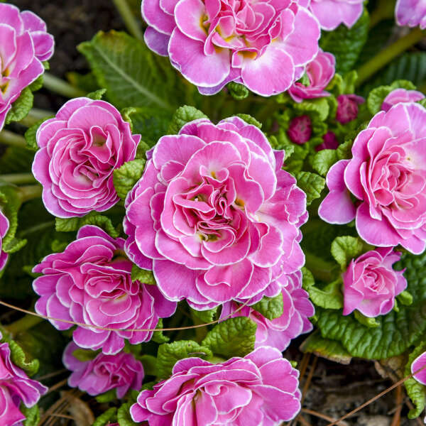 BOUQUET PERFECT&trade; 'Rosalina' <em>Primula vulgaris</em>