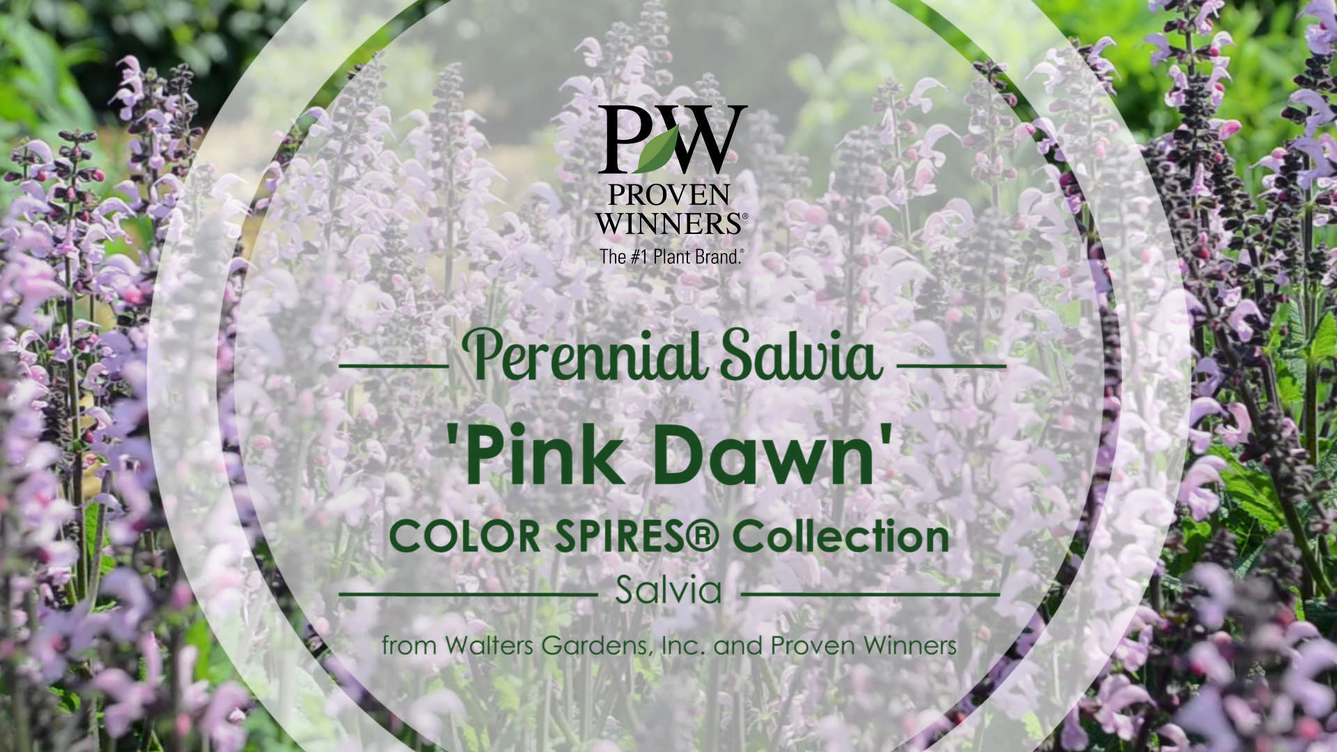 Salvia 'Pink Dawn' Perennial Salvia