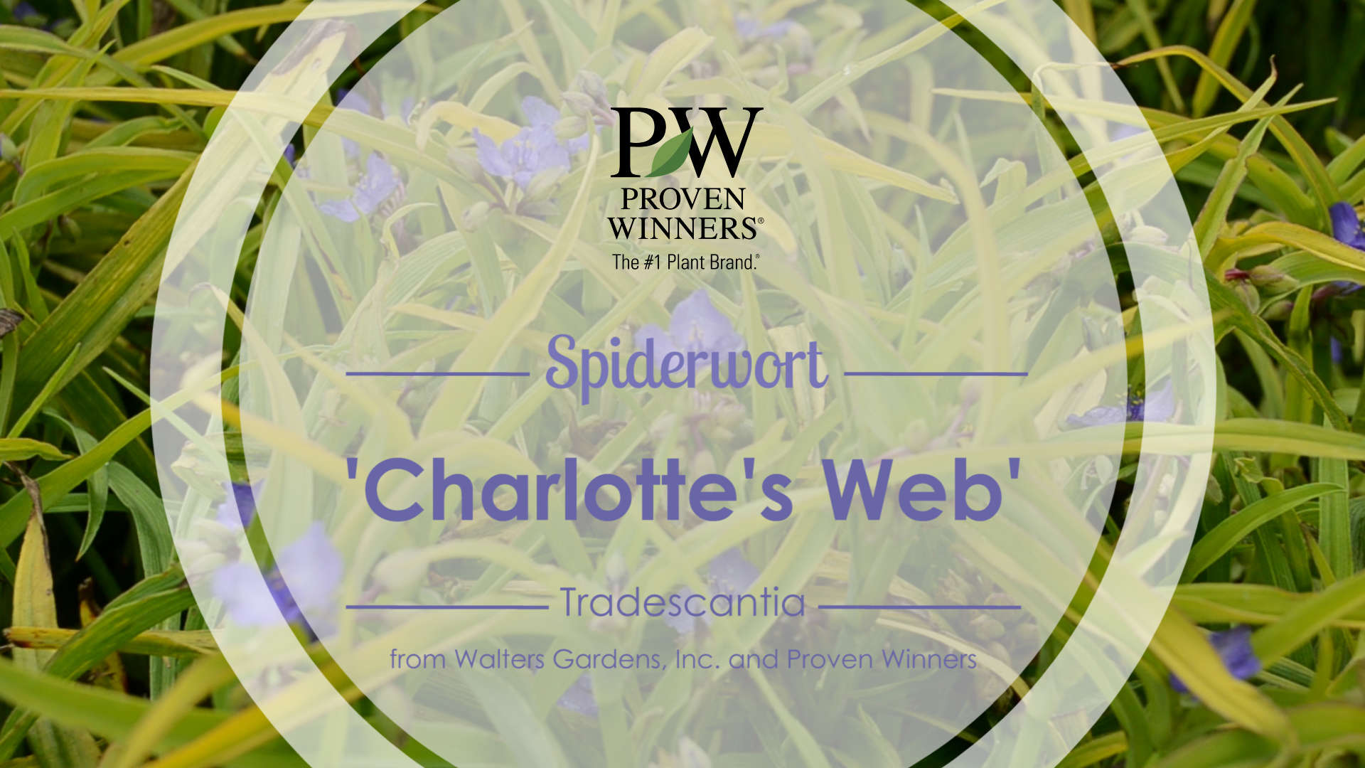 Tradescantia 'Charlotte's Web'