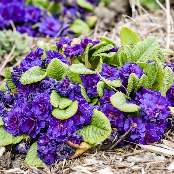 BOUQUET PERFECT™ 'Violetta' <em>Primula vulgaris</em>