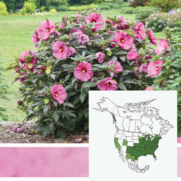 SUMMERIFIC&reg; <em>Hibiscus</em>
