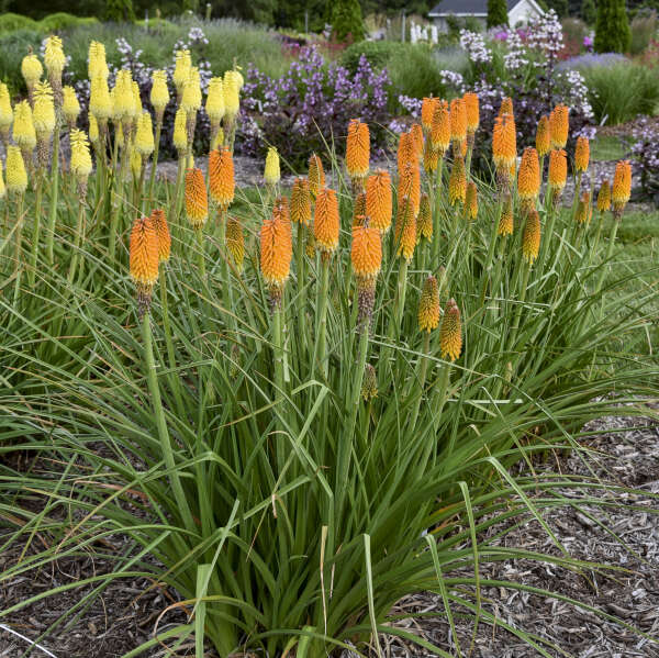 RISE & SHINE&trade; 'Mango Mimosa' <em>Kniphofia</em>