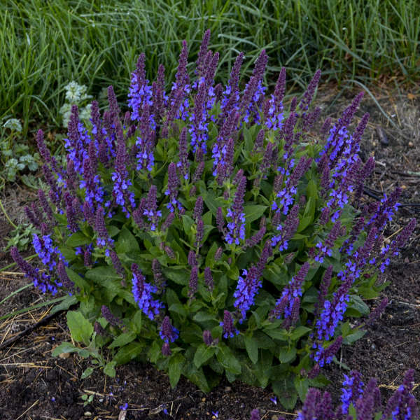 Salvia <i>n.</i> 'Violet Profusion'