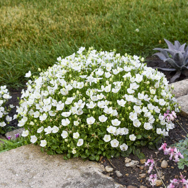 MINI MARVELS™ 'Starbright' <em>Campanula carpatica</em>