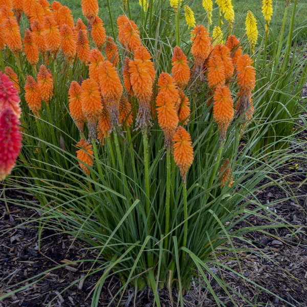 12 Black Perennials  Walters Gardens, Inc.