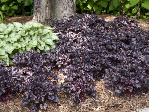 12 Black Perennials