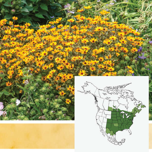 'Touch of Blush' <em>Heliopsis helianthoides</em>