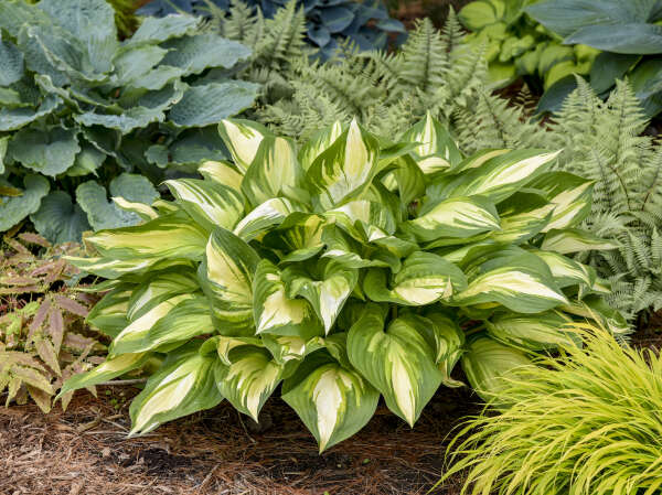 Proven Winners® Hosta of the Year