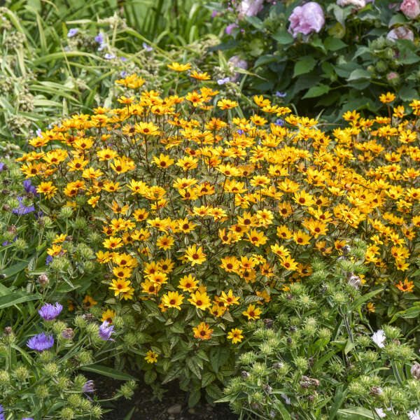 'Touch of Blush' <em>Heliopsis helianthoides</em>