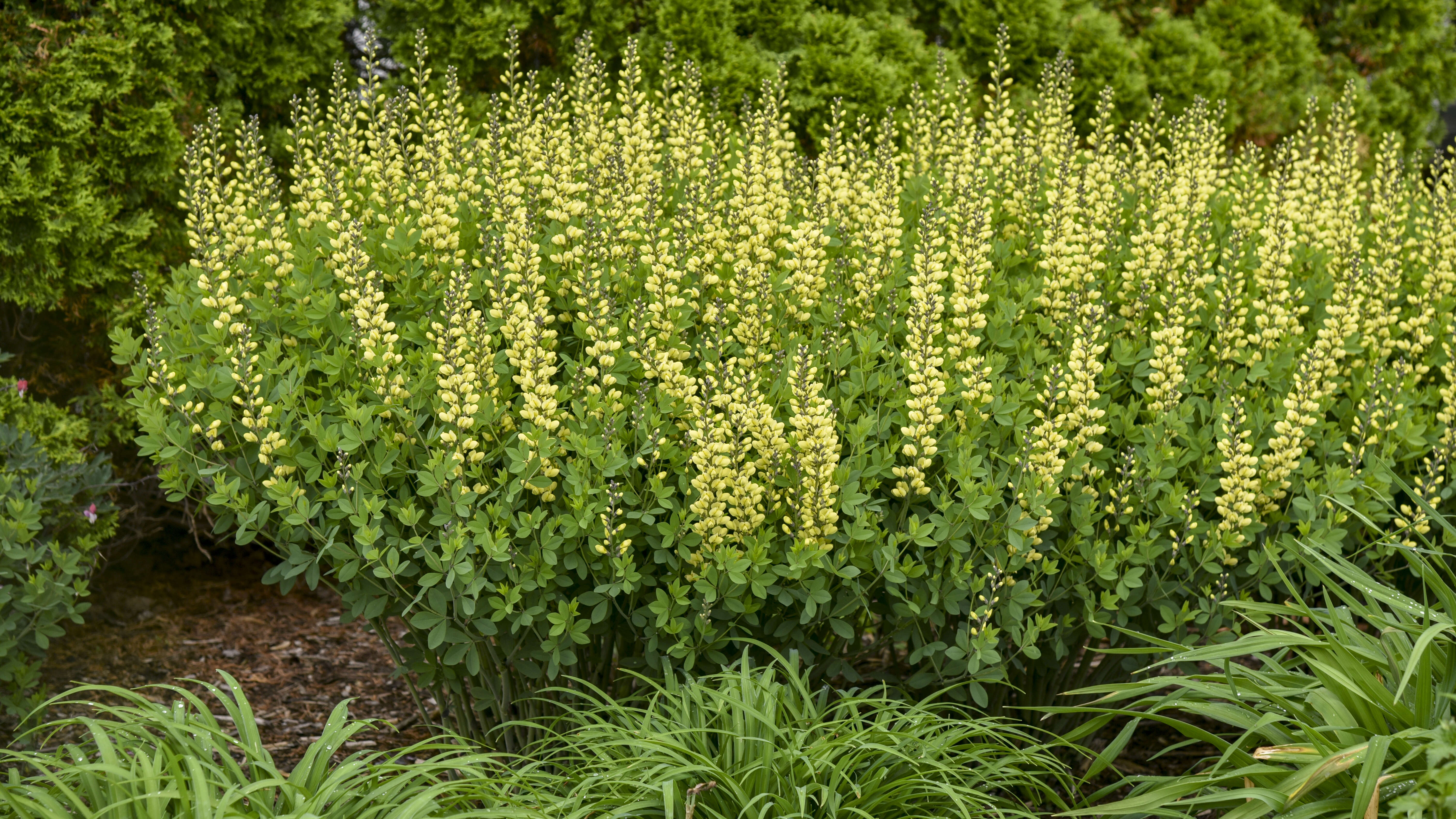 Baptisia Side By Side